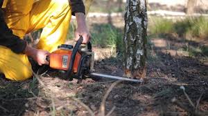 How Our Tree Care Process Works  in  Mountlake Terrace, WA