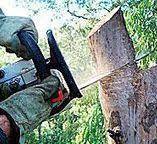 Best Leaf Removal  in Mountlake Terrace, WA