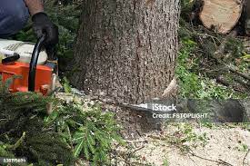 Best Tree Trimming and Pruning  in Mountlake Terrace, WA
