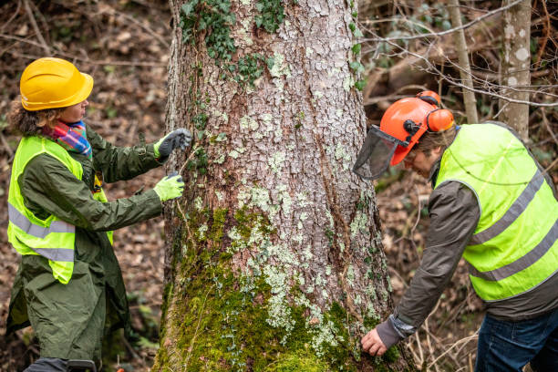 Trusted Mountlake Terrace, WA Tree Care Experts