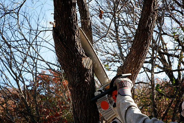 Pest Control for Lawns in Mountlake Terrace, WA