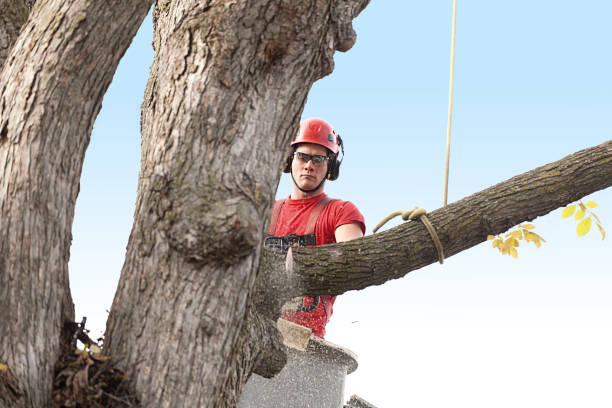 Best Tree Disease Treatment  in Mountlake Terrace, WA